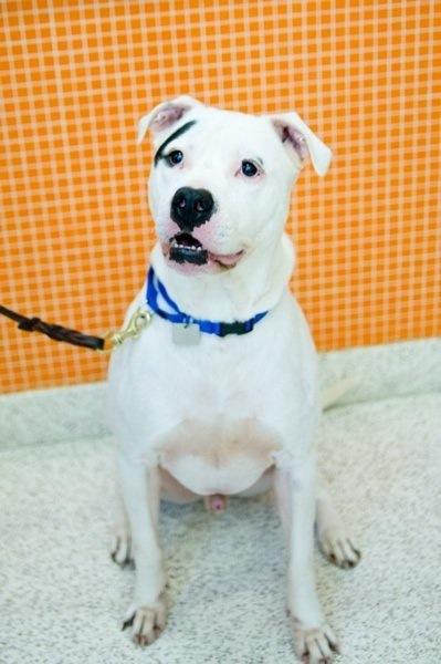 Petey, the 4-year-old pit bull mix, on a leash in front of an orange wall